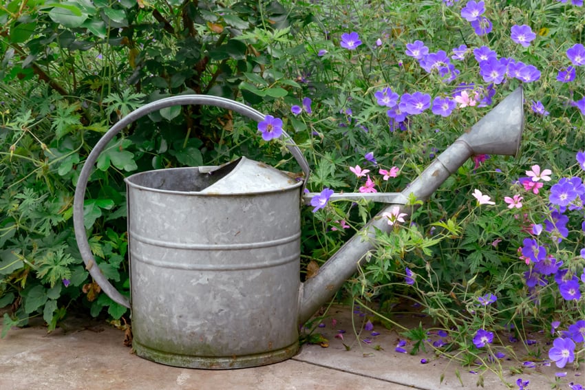 planten verzorgen