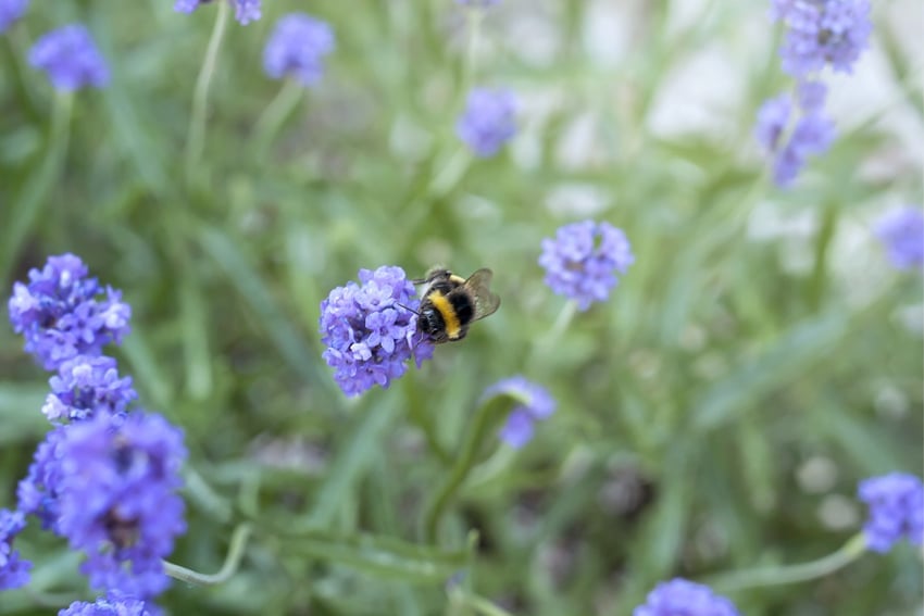bijen en bloemen