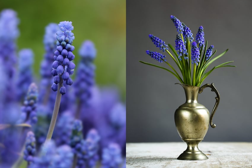 bloemen